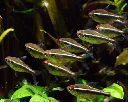 Image of Black neon tetra