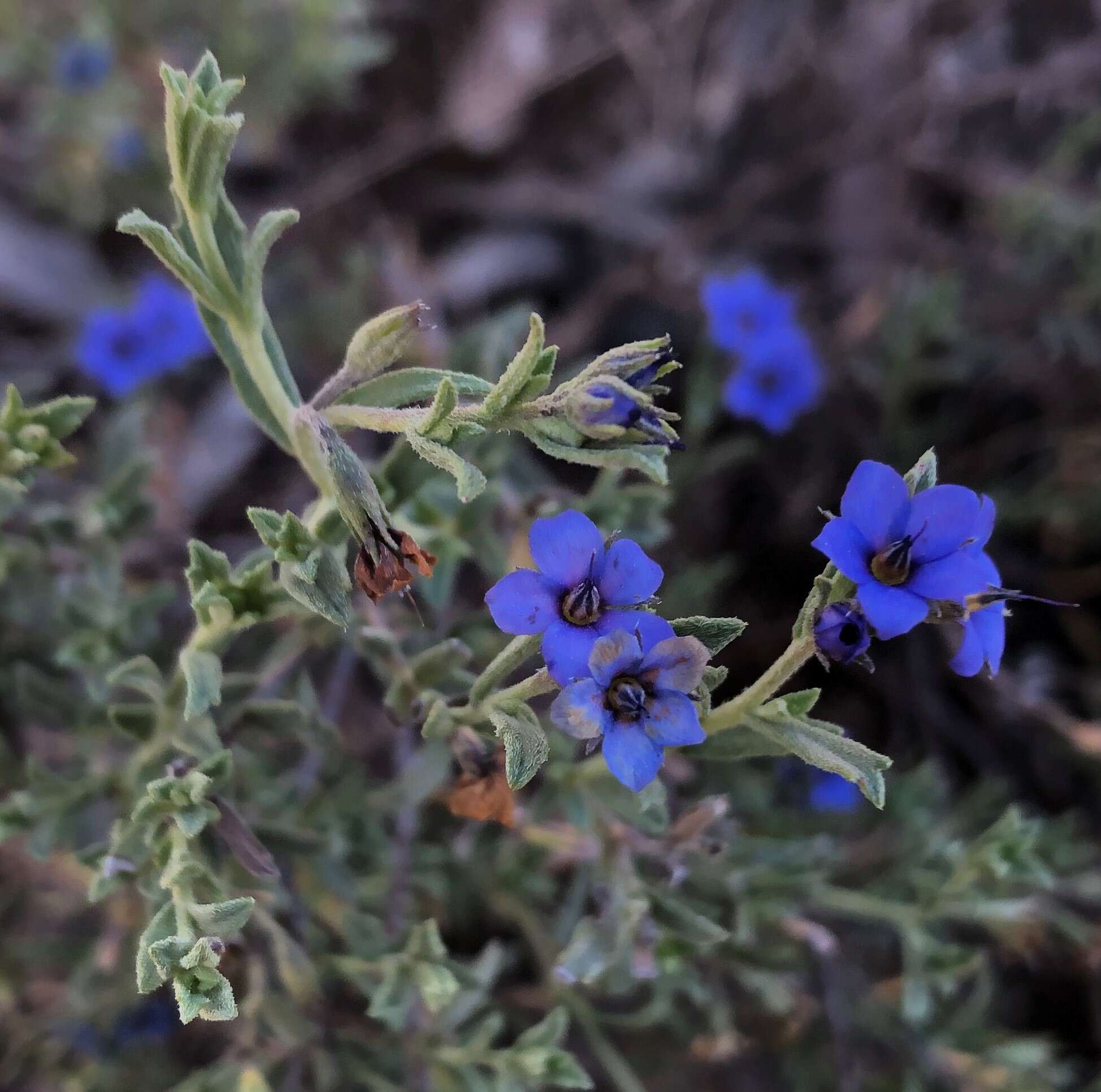 Plancia ëd Halgania cyanea Lindley