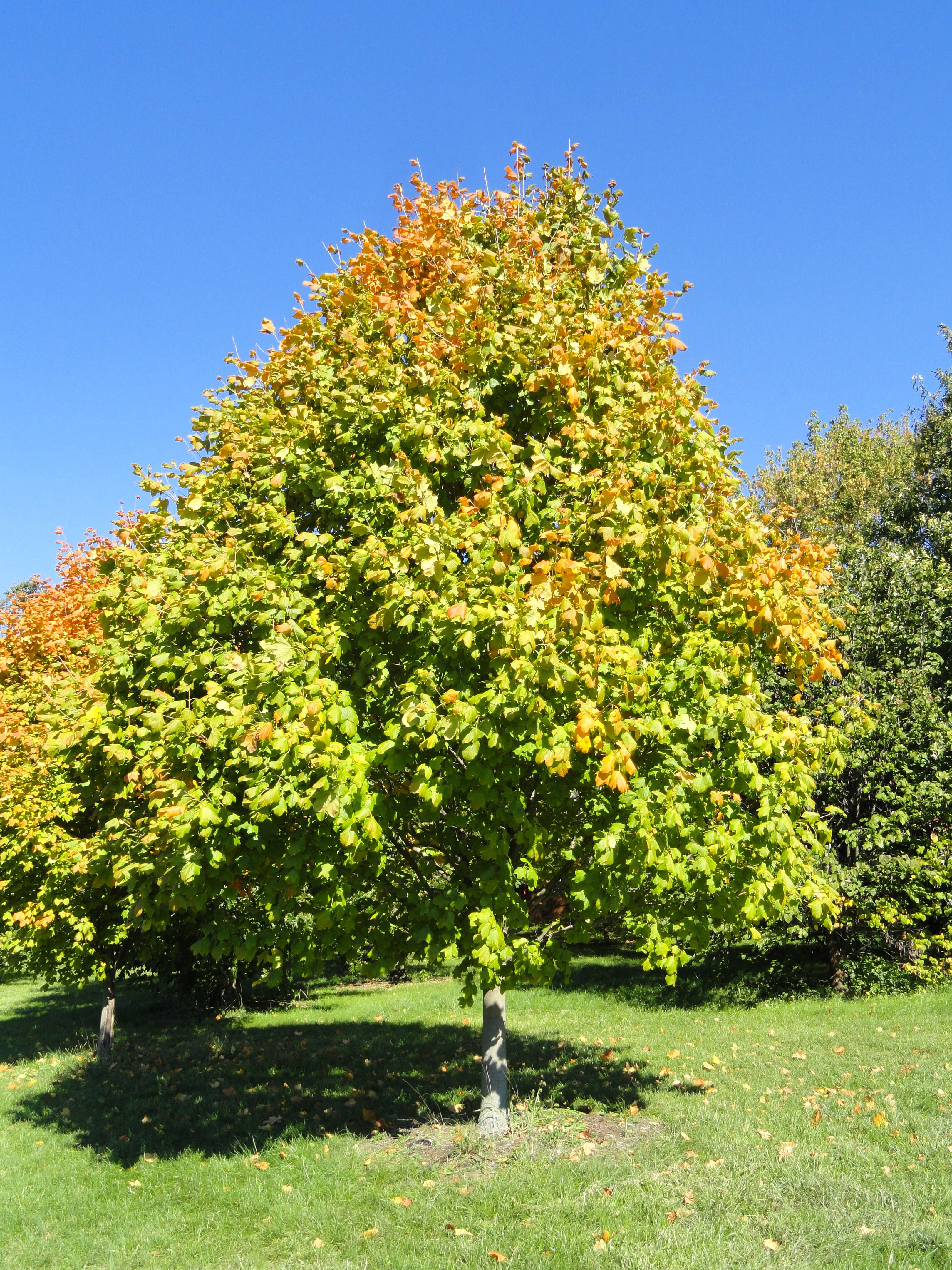 Image of Black Maple