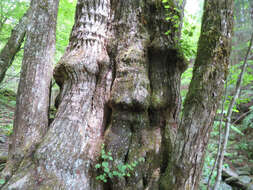 Image of katsura tree family