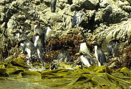 Image of Snares Crested Penguin