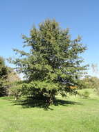 Image of Laurel Oak