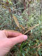 Image of Phebalium longifolium S. T. Blake