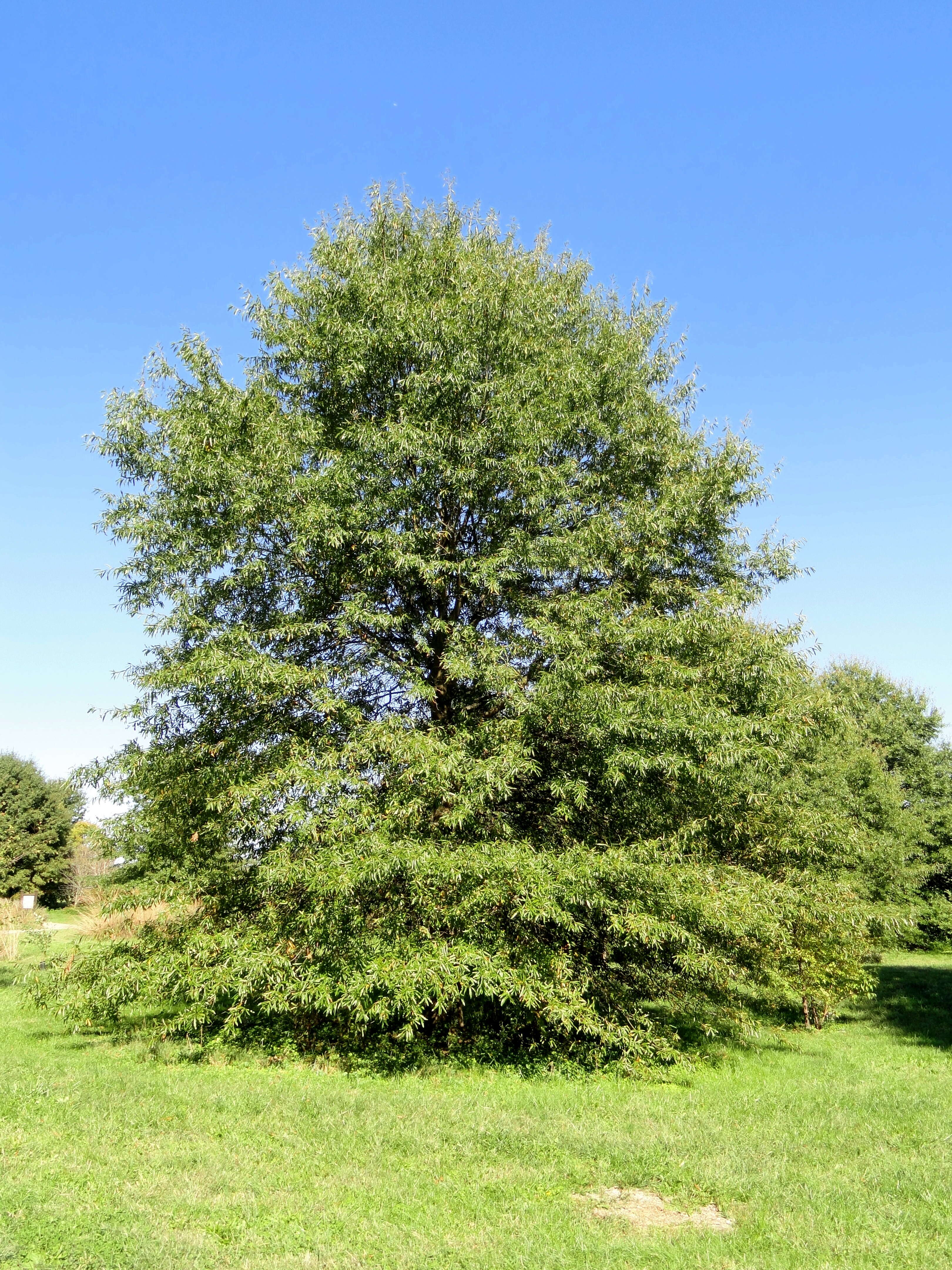 Image of Willow Oak