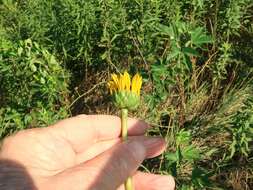 Image of stiff sunflower