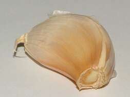 Image of cultivated garlic