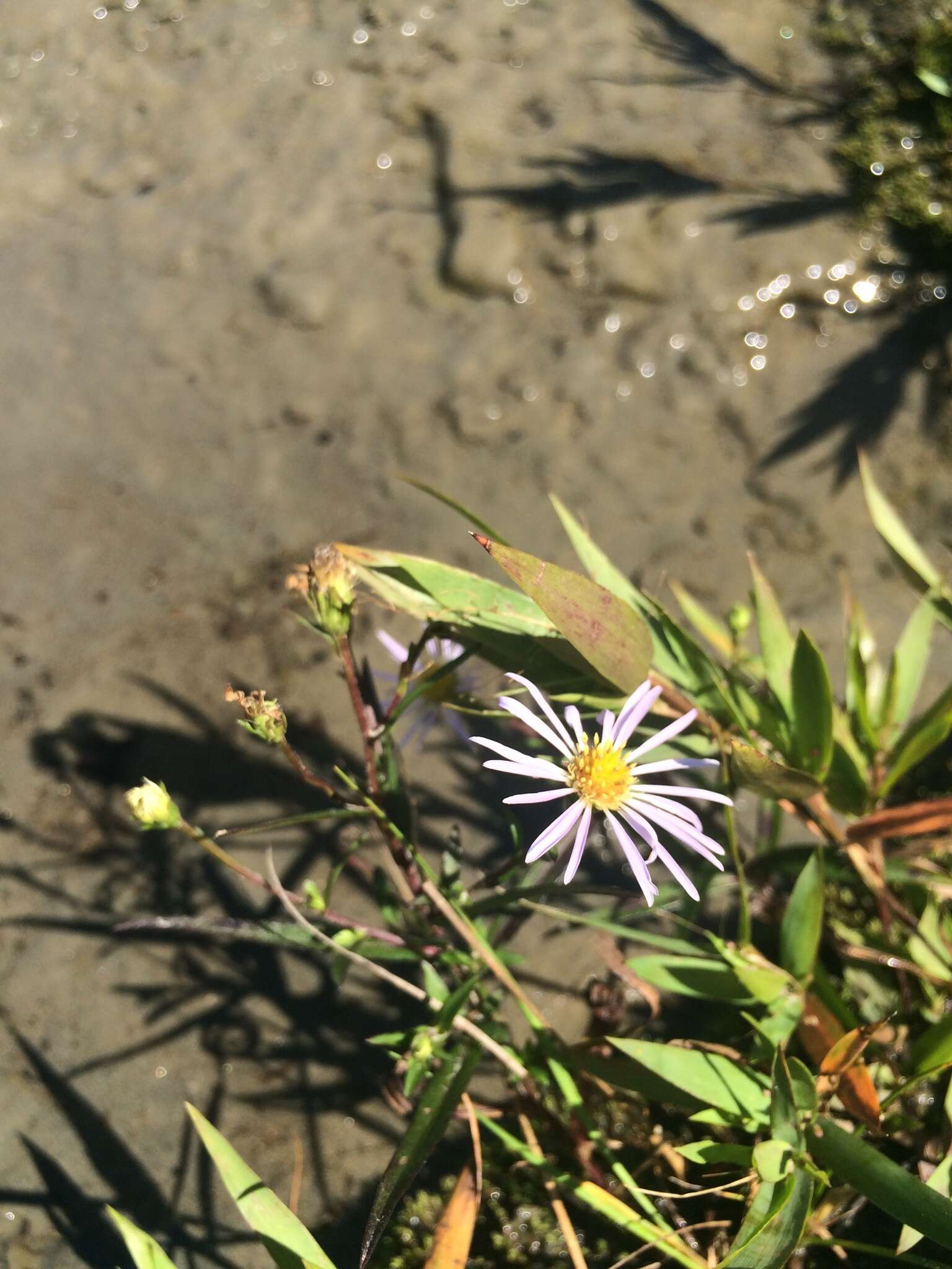 Image of <i>Symphyotrichum <i>novi-belgii</i></i> var. novi-belgii