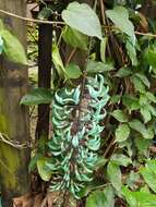 Image of Jade Vine