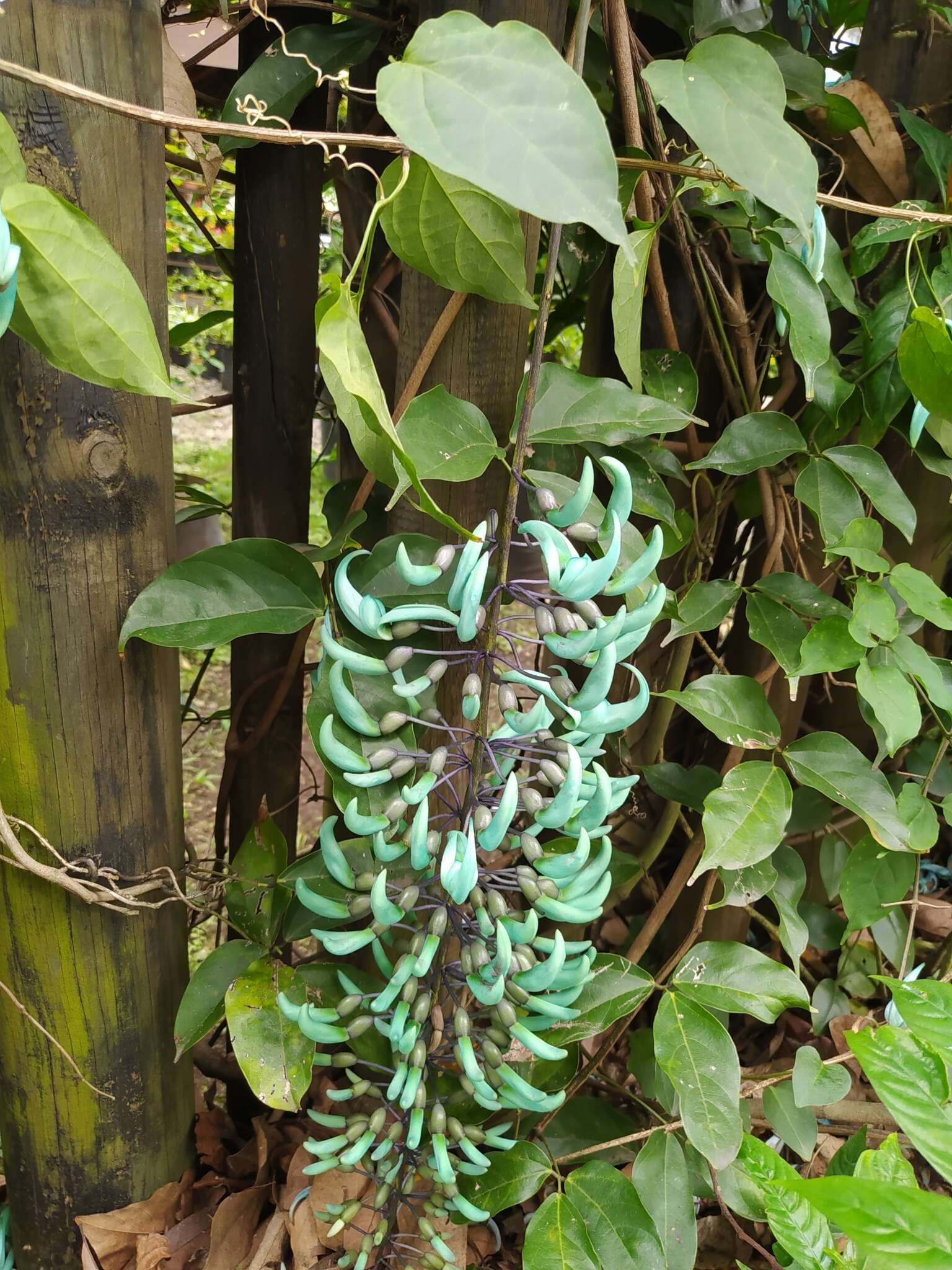 Image of Jade Vine