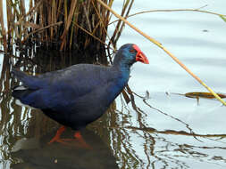 Image of Purple Swamphen