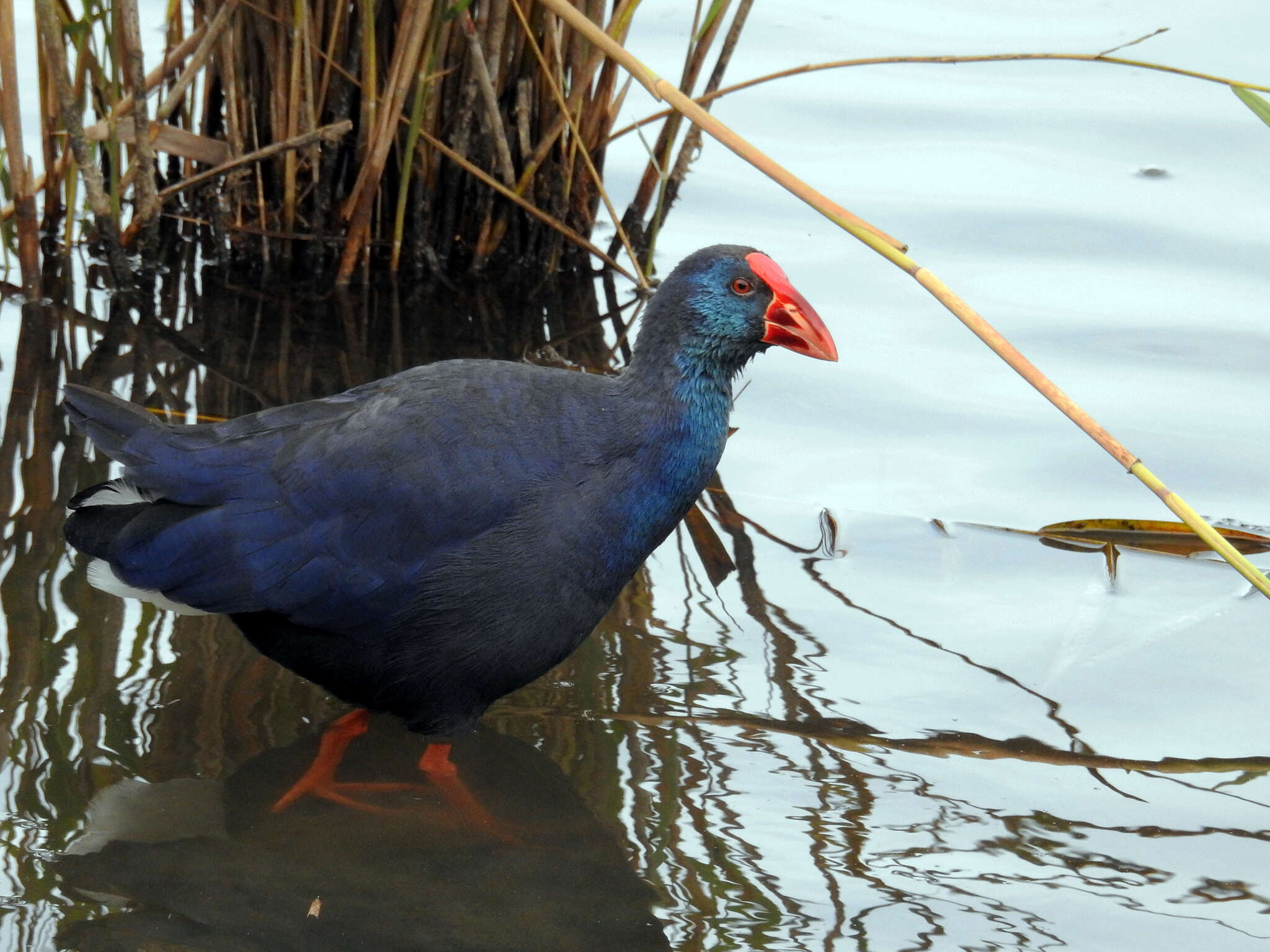 Image of Purple Swamphen