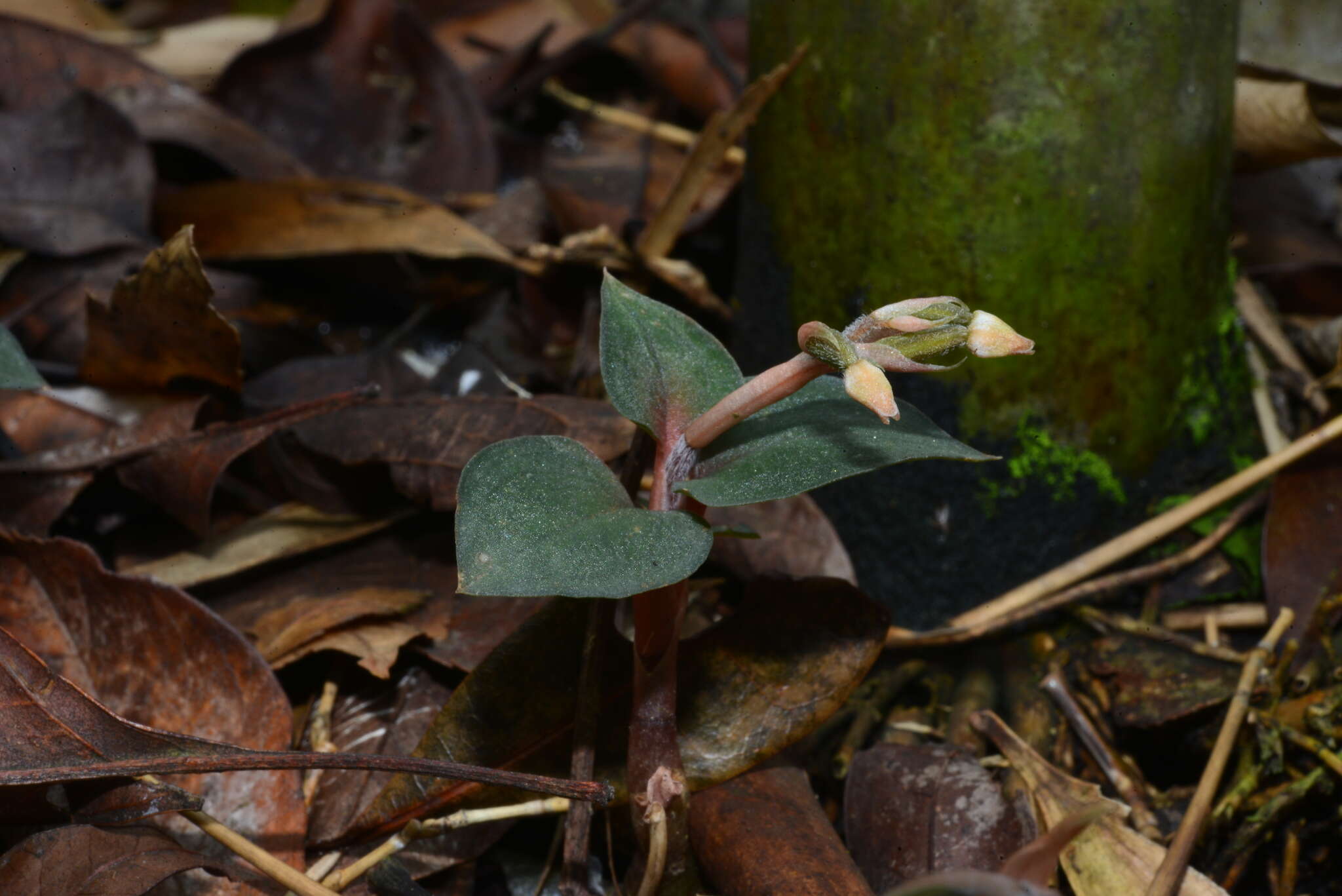 Image of Cheirostylis liukiuensis Masam.