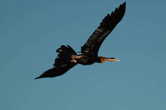 Image of African Darter