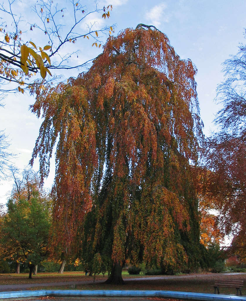 Image of Fagus sylvatica f. pendula