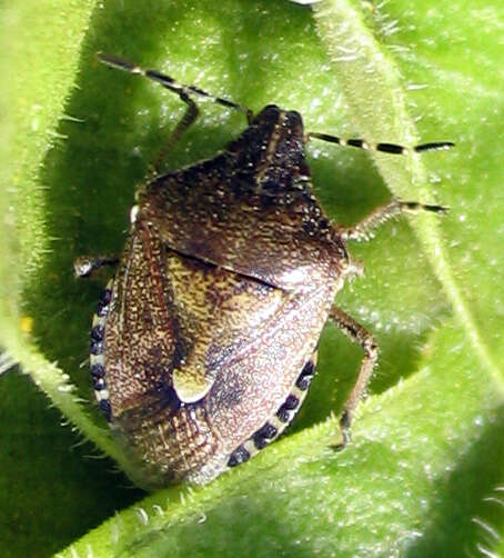 Image of sloe bug