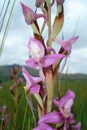 Image of Disa zuluensis Rolfe