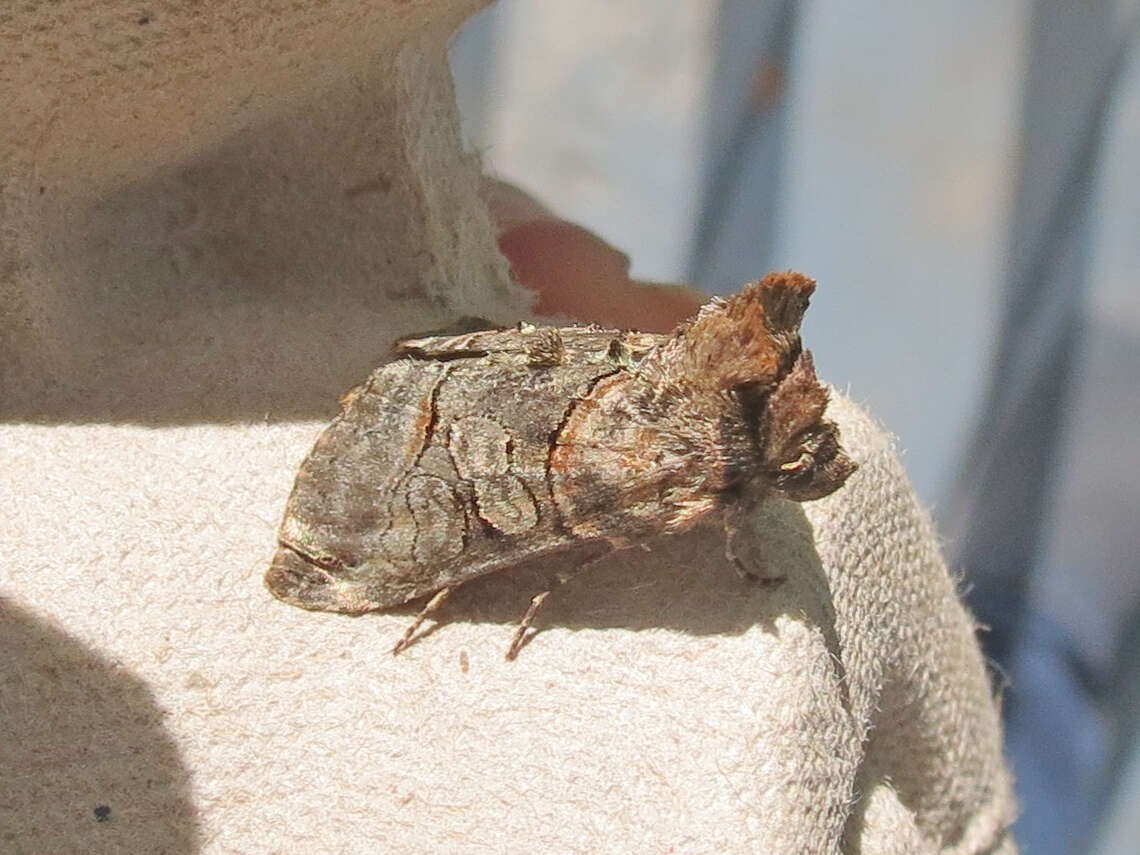 Image of Spectacled Nettle Moth