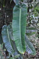 Sivun Philodendron annulatum Croat kuva