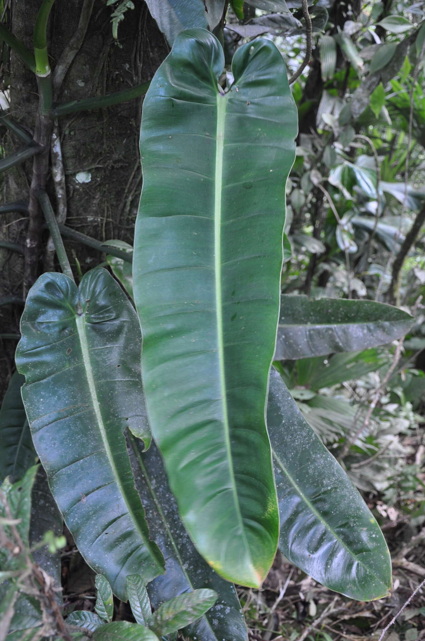 Sivun Philodendron annulatum Croat kuva