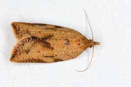 Image of Light brown apple moth