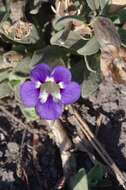 Image of Aptosimum decumbens Schinz