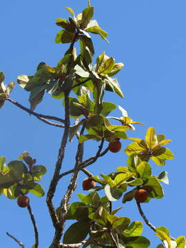 Image of Pouteria torta (Mart.) Radlk.