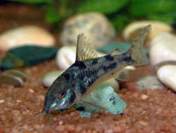 Image of peppered corydoras