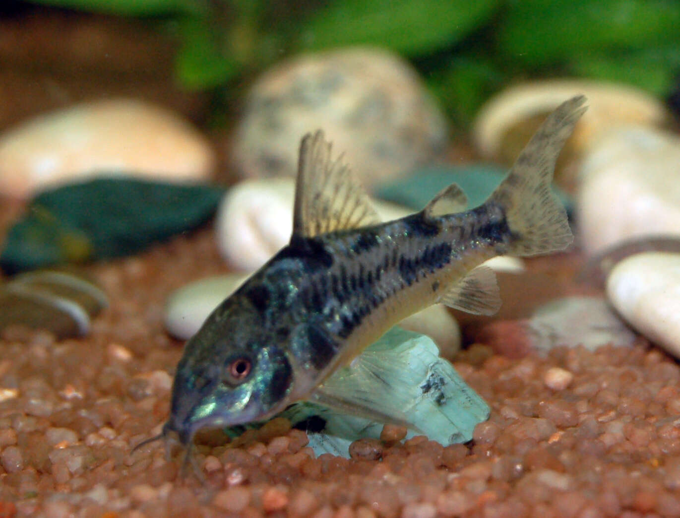 Image of peppered corydoras