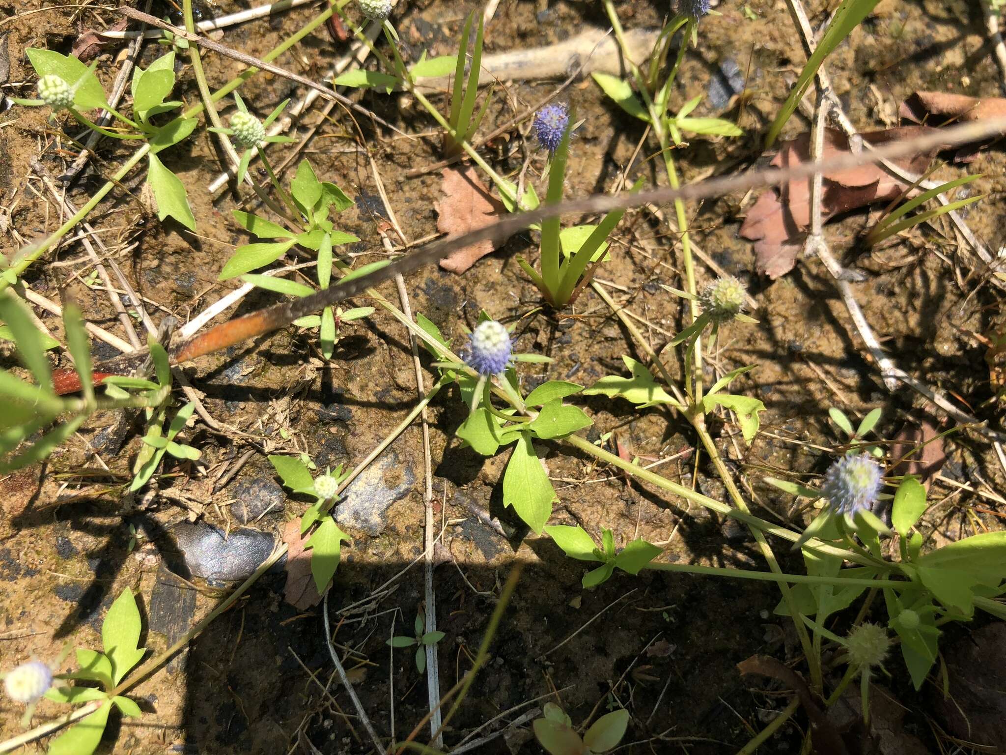 Image of creeping eryngo