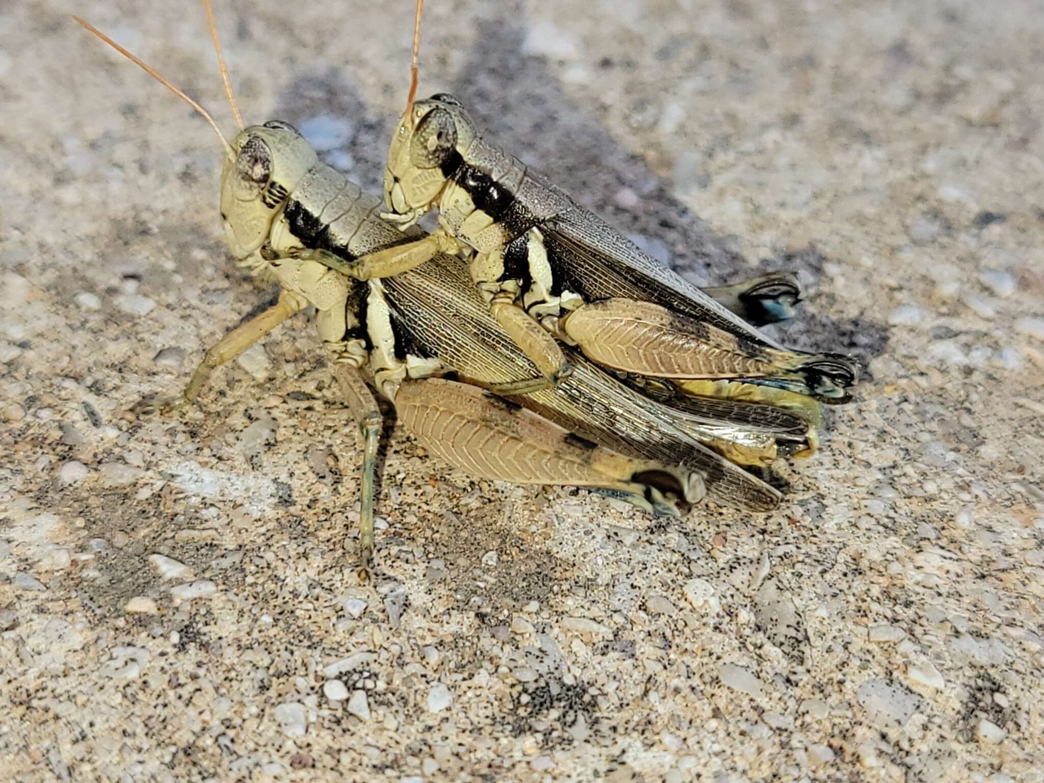 Melanoplus glaucipes (Scudder & S. H. 1875)的圖片