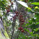 Smilax aristolochiifolia Mill. resmi