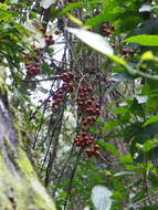 Smilax aristolochiifolia Mill. resmi