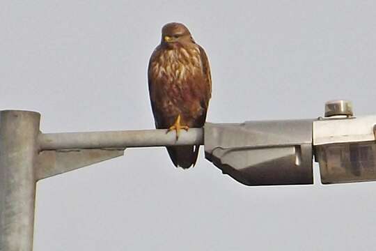 Image of Common Buzzard