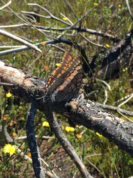 Imagem de Charaxes pelias