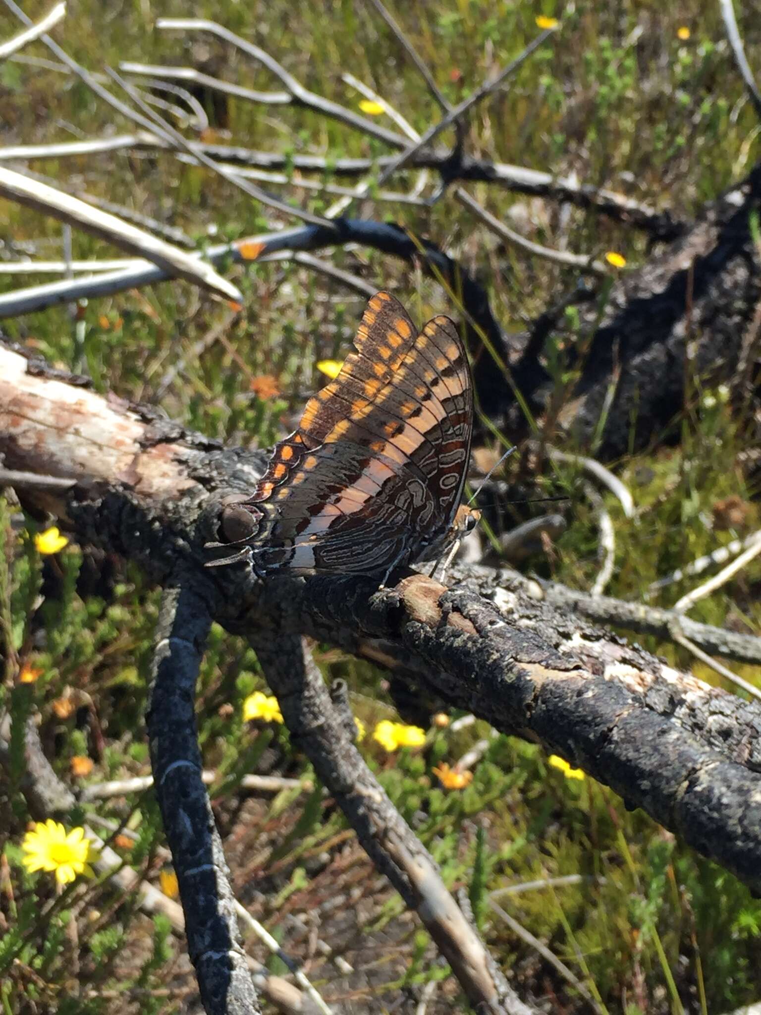 صورة Charaxes pelias