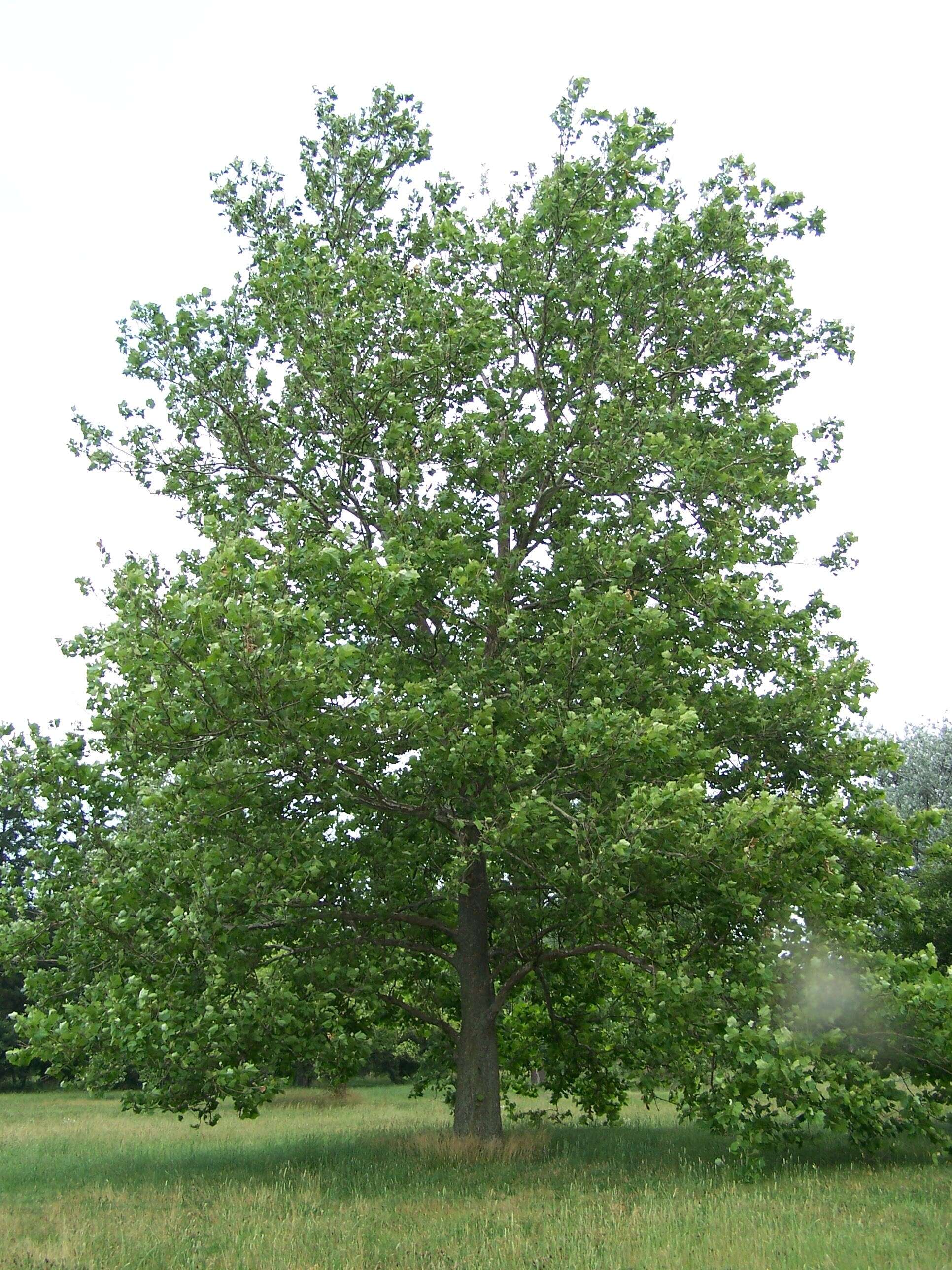 Imagem de Platanus occidentalis L.