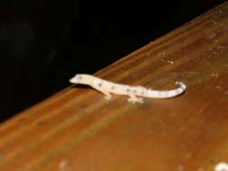 Image of Caribbean Least Gecko