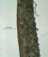 Image of cup lichen