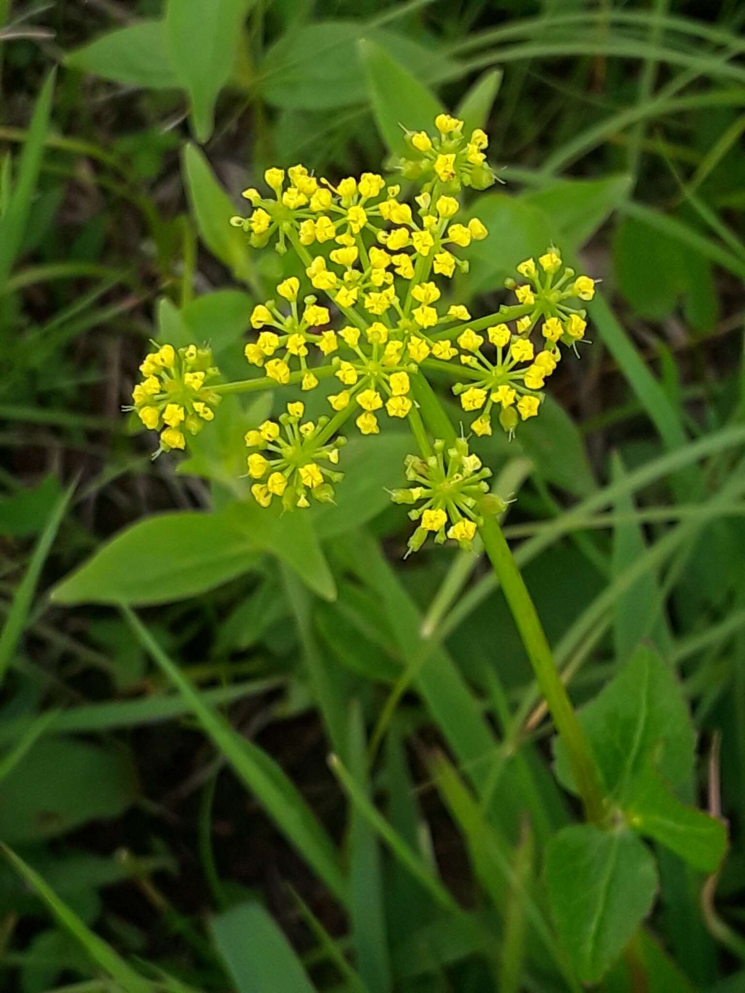 Image of Thaspium barbinode (Michx.) Nutt.