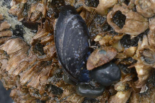 Image of Northern blue mussel