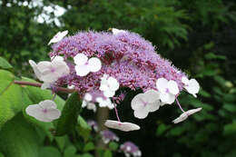 Sivun Hydrangea aspera Buch.-Ham. ex D. Don kuva