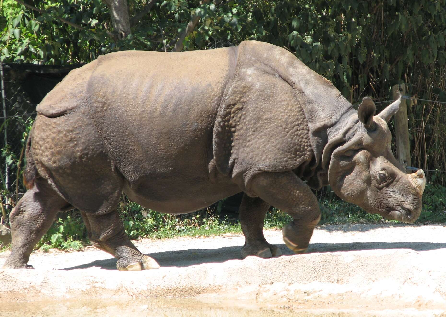 Image of Indian Rhinoceros