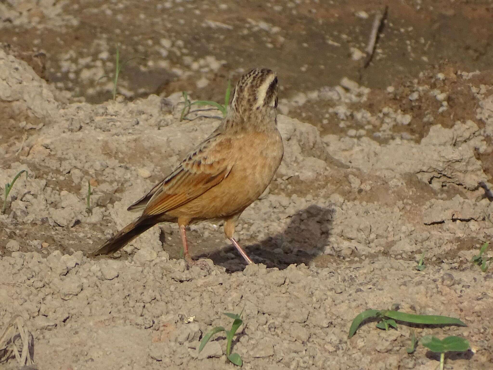 صورة Emberiza goslingi (Alexander 1906)