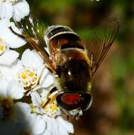 Image of Eristalis stipator Osten Sacken 1877