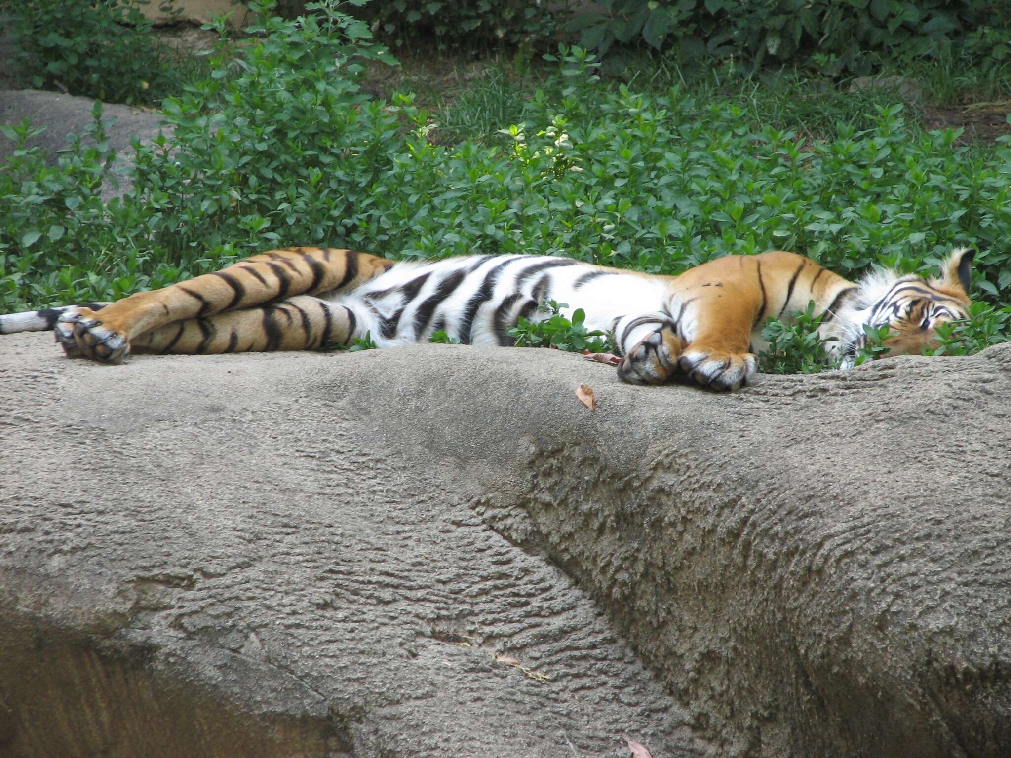 Image of Indochinese Tiger