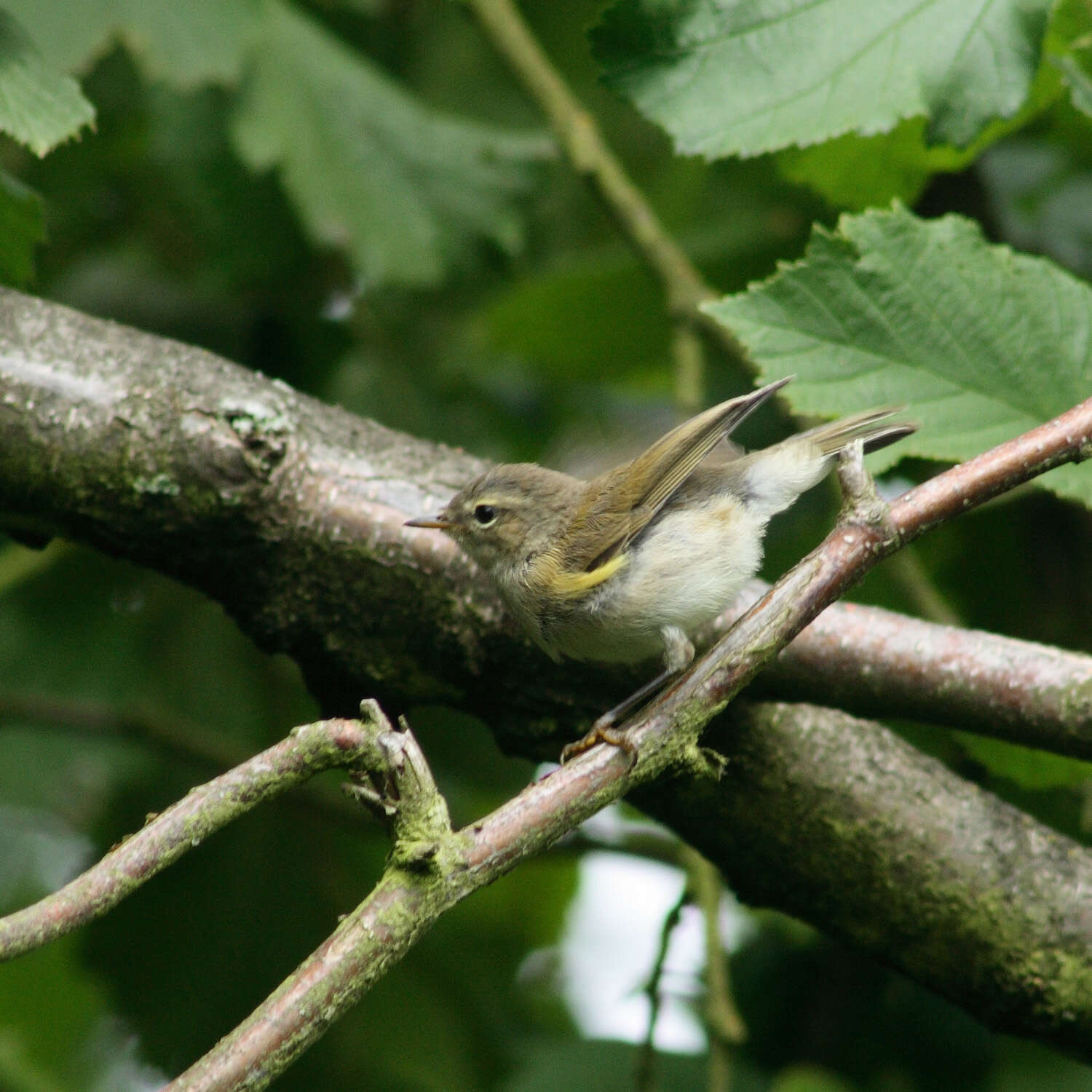 Image of Common Chiffchaff