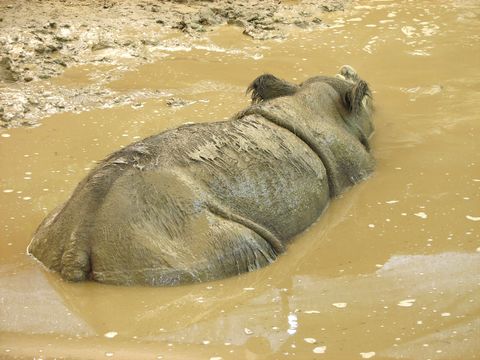 Image of Hairy Rhinoceros