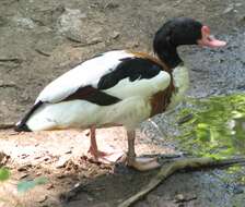 Image of shelduck, common shelduck