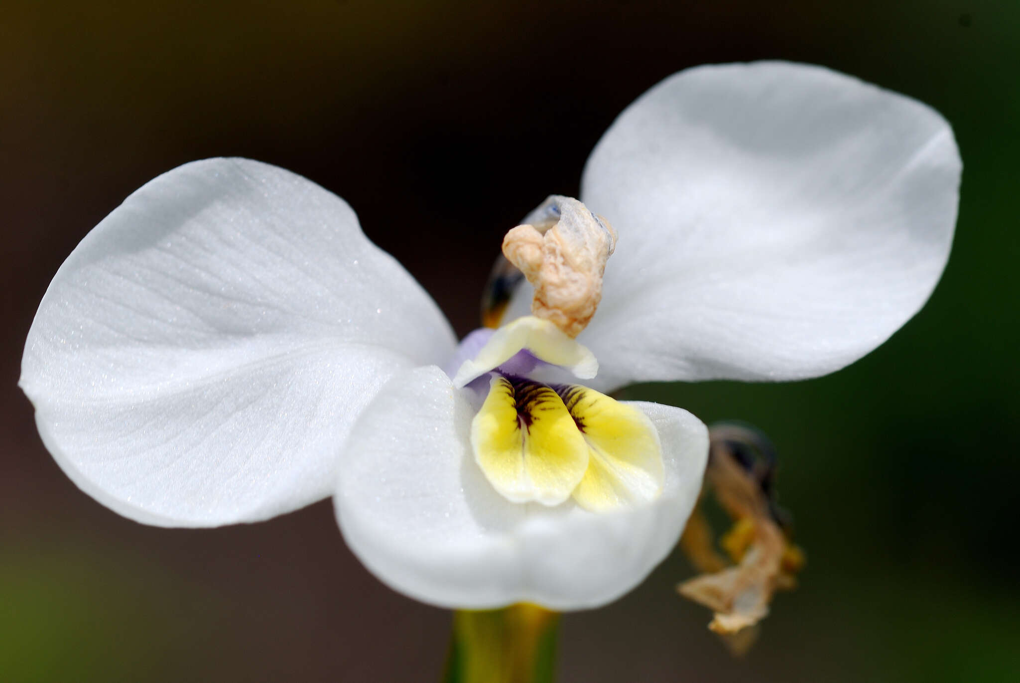 Image of Diplarrena moraea Labill.