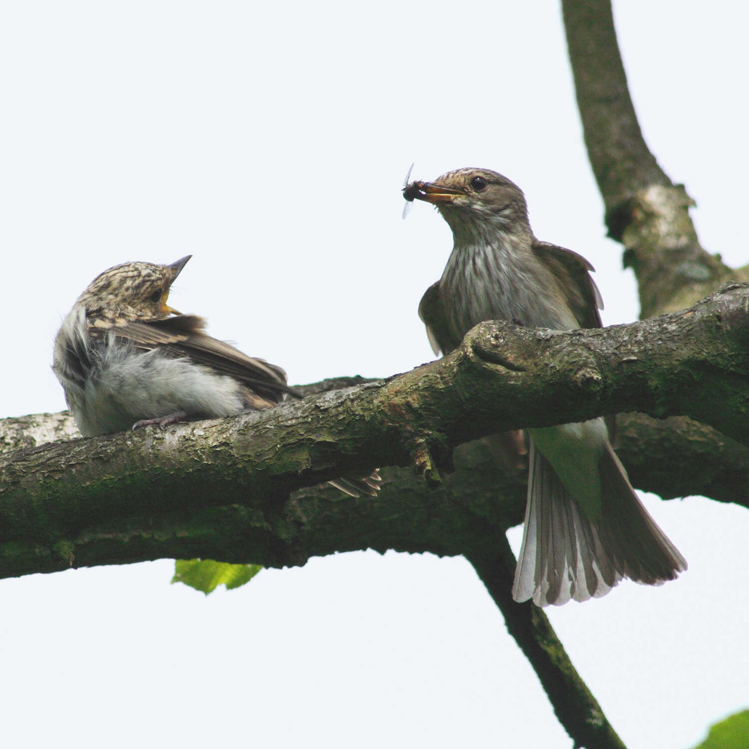 Image of Spotted Flycatcher